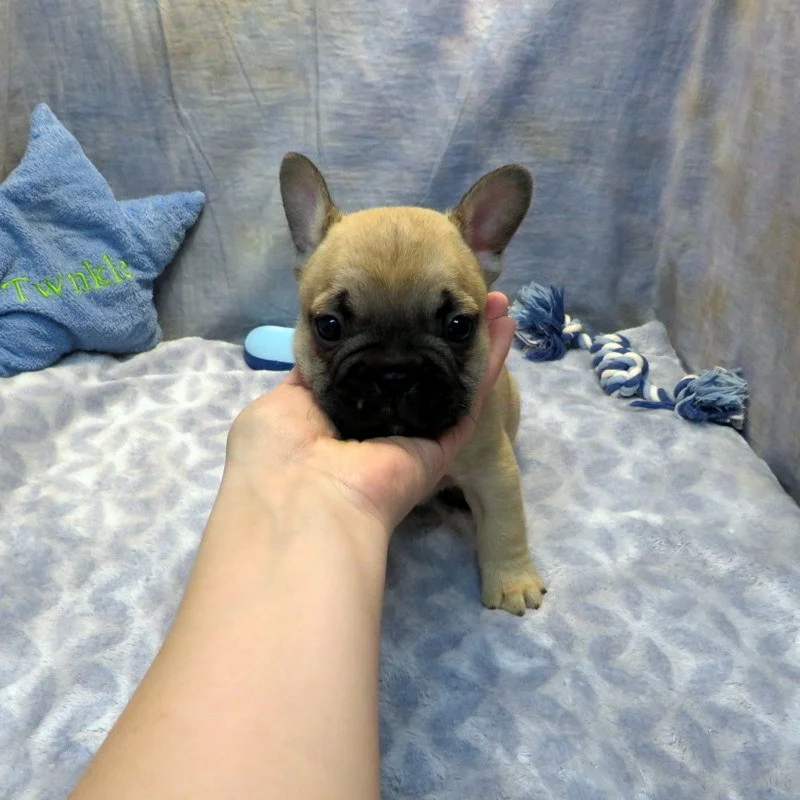 Tempy and Thor Boy #3 SOLD to the Mansfield family from Seattle, WA. Congrats on puppy #2! Sable - DOB: 1-15-26 - 10 Weeks Old On 3-26-26