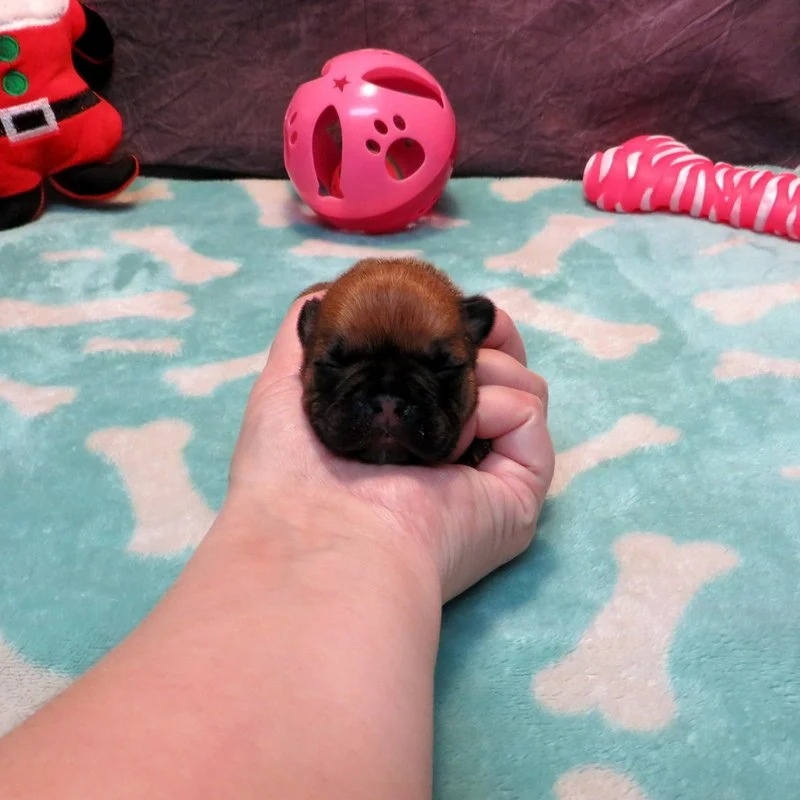 Rose and Remington Girl #2

On hold for our breeding program

Dark Red Fawn ~ DOB: 12-9-25 ~ 10 weeks old on 2-17-26