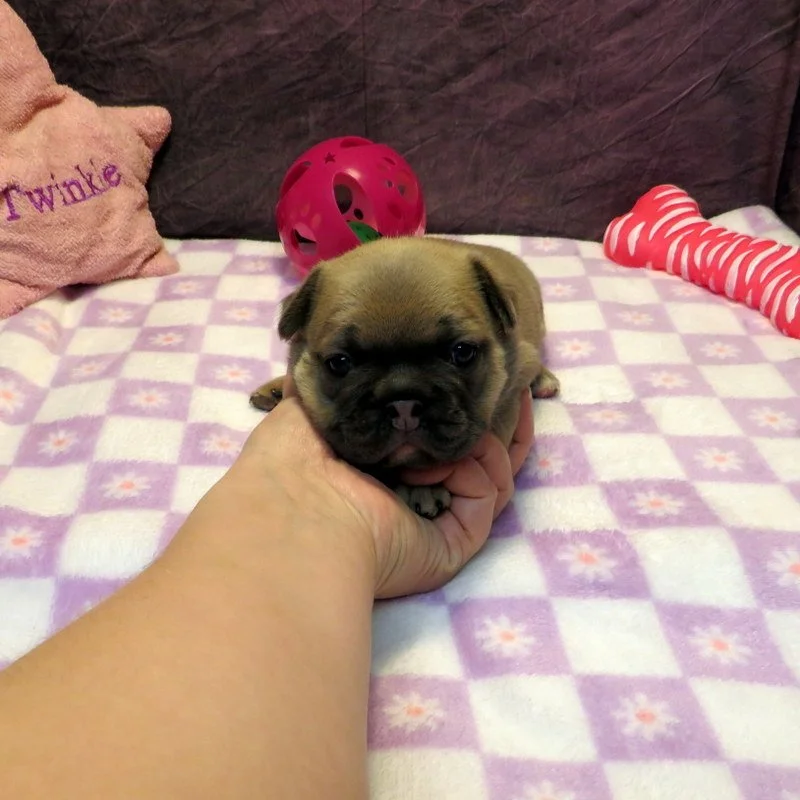 Hopper and Remington Girl #1
AVAILABLE - $3800
Blue Fawn - DOB: 3/29/26 - 10 Weeks Old On 6/7/26