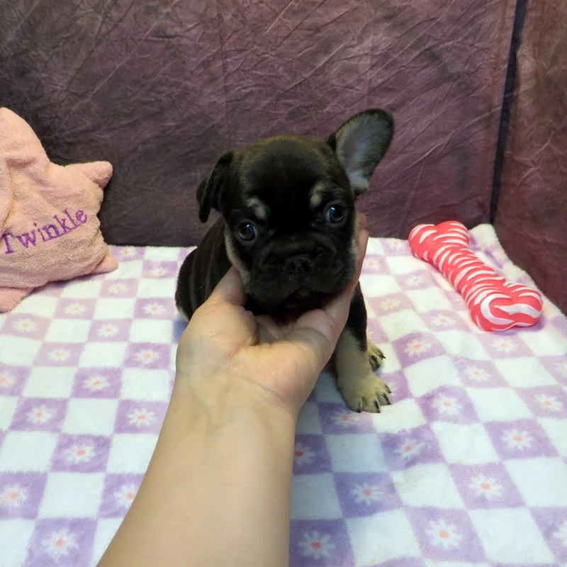 Ivy and Thor Girl #2
ON HOLD FOR OUR BREEDING PROGRAM
Chocolate and Tan - DOB: 4-15-26 - 10 Weeks Old On 6-24-26