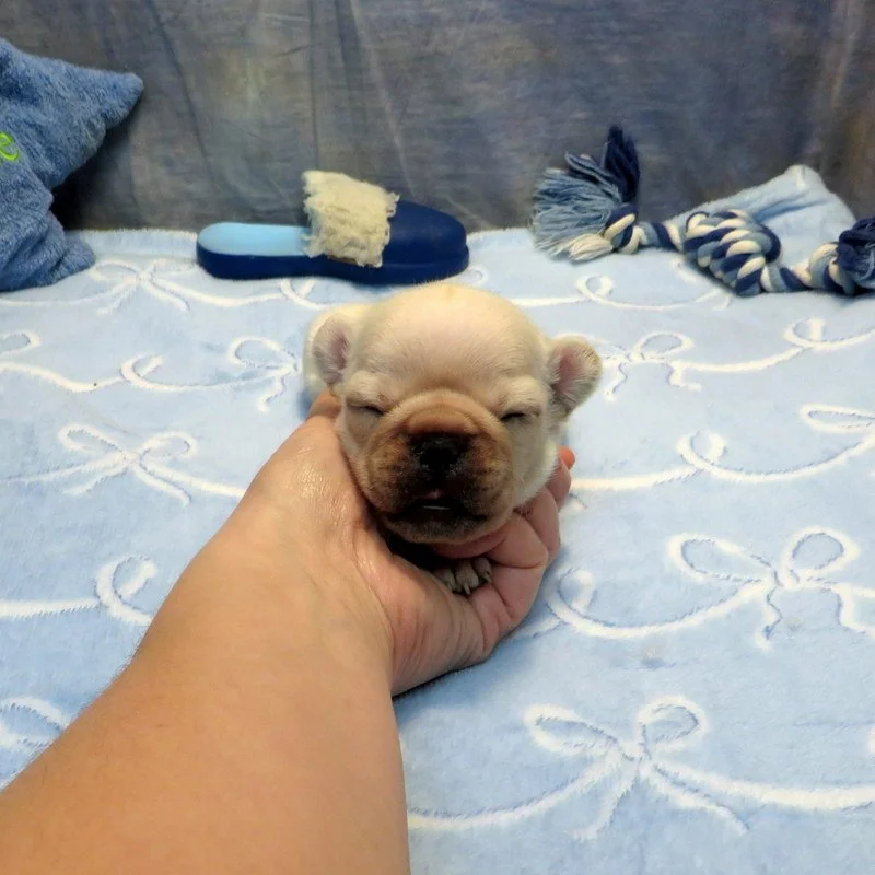 Monet and Thor Boy #2 AVAILABLE - $3800  Cream - DOB: 1-1-26 - 10 Weeks Old On 3-12-26