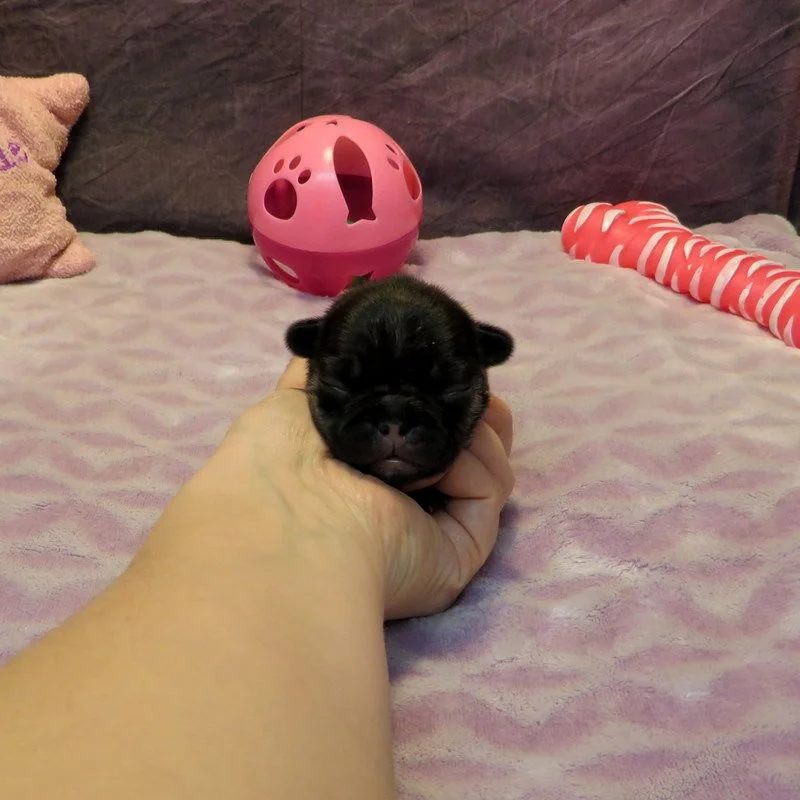 Chanel  and Gunner Girl #1 AVAILABLE - $3800
Black and Tan - DOB: 2-23-26 - 10 Weeks Old On 5-4-26