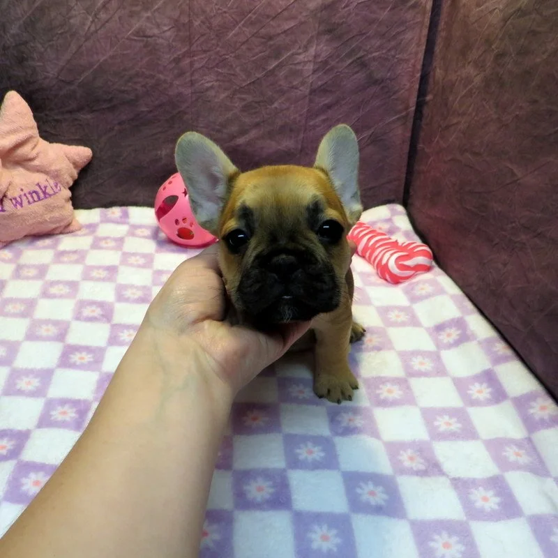 Rose and Remington Girl #2

On hold for our breeding program

Dark Red Fawn ~ DOB: 12-9-25 ~ 10 weeks old on 2-17-26