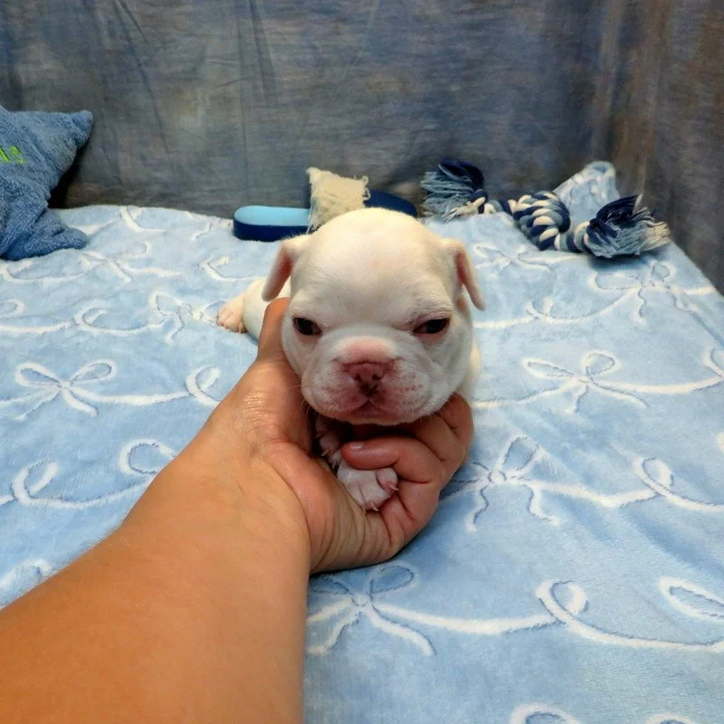 Charlotte and Thor Boy #1 Available!
White - DOB: 7-21-26 - 10 Weeks Old On 9-29-26