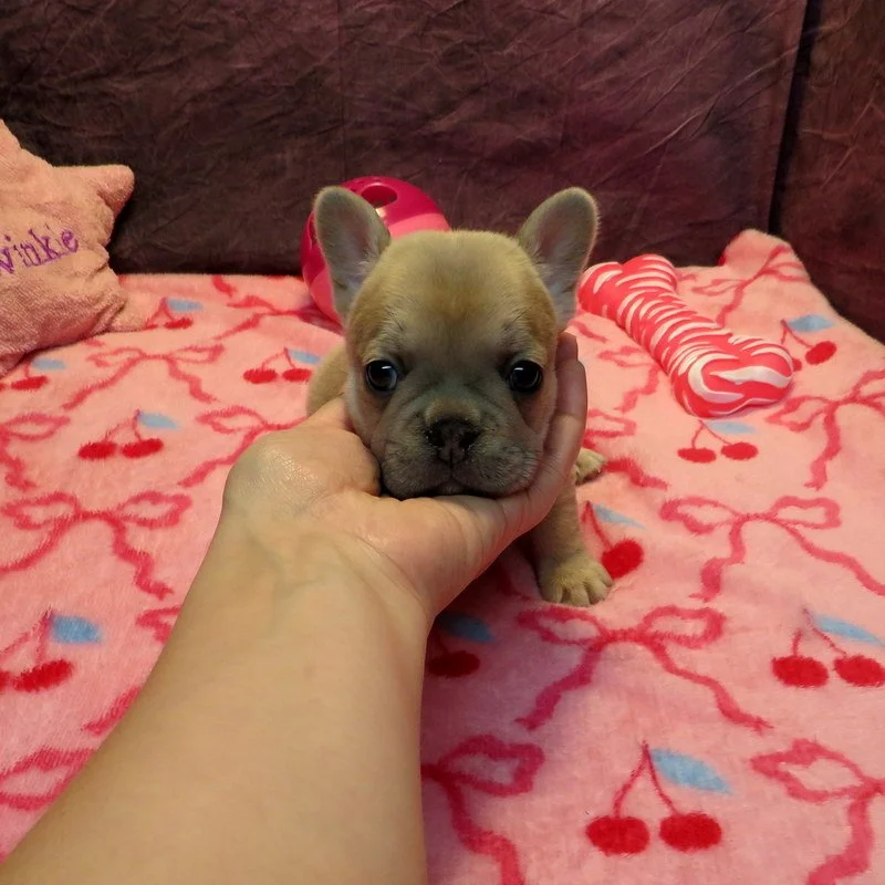 Rose and Remington Girl #3

AVAILABLE - $3800

Silver ~ DOB: 12-9-25 ~ 10 weeks old on 2-17-26