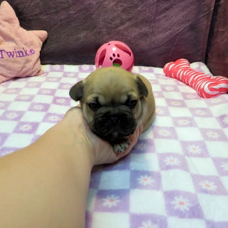 Tempy and Thor Girl #1
AVAILABLE - $3800
Sable - DOB: 1-15-26 - 10 Weeks Old On 3-26-26