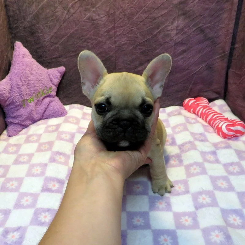 Rose and Thor Girl #3
ON HOLD FOR OUR BREEDING PROGRAM!
Fawn - DOB: 7-23-26  - 10 Weeks Old On 10-1-26