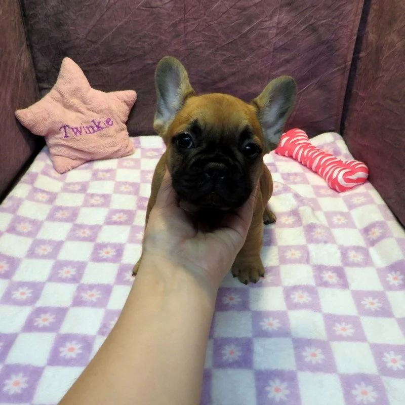 Rose and Remington Girl #1
On Hold For our Breeding Program
Dark Red Fawn - DOB: 12-9-25 - 10 Weeks Old On 2-17-26