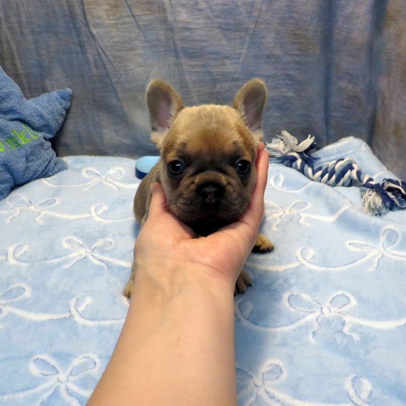 Rose and Remington Boy #6
SOLD to the Arnold Family from Salem, OR
Blue Fawn - DOB: 12-9-25 - 10 Weeks Old On 2-17-26
