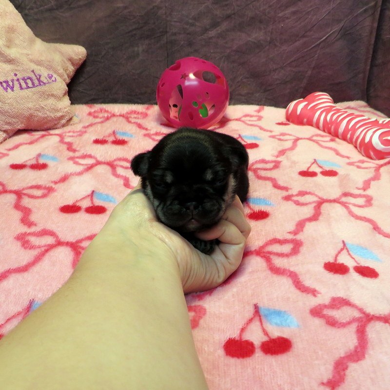 Monet and Thor Girl #1
AVAILABLE - $3800
Black and Tan - DOB: 1-1-26 - 10 Weeks Old On 3-12-26