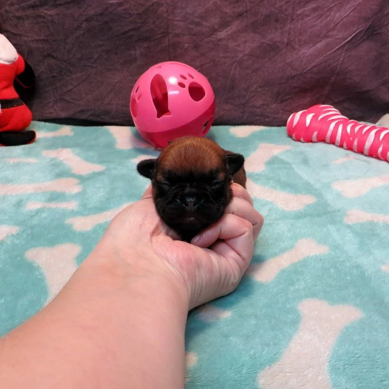 Rose and Remington Girl #1

On hold for our breeding program

Dark Red Fawn ~ DOB: 12-9-25 ~ 10 weeks old on 2-17-26