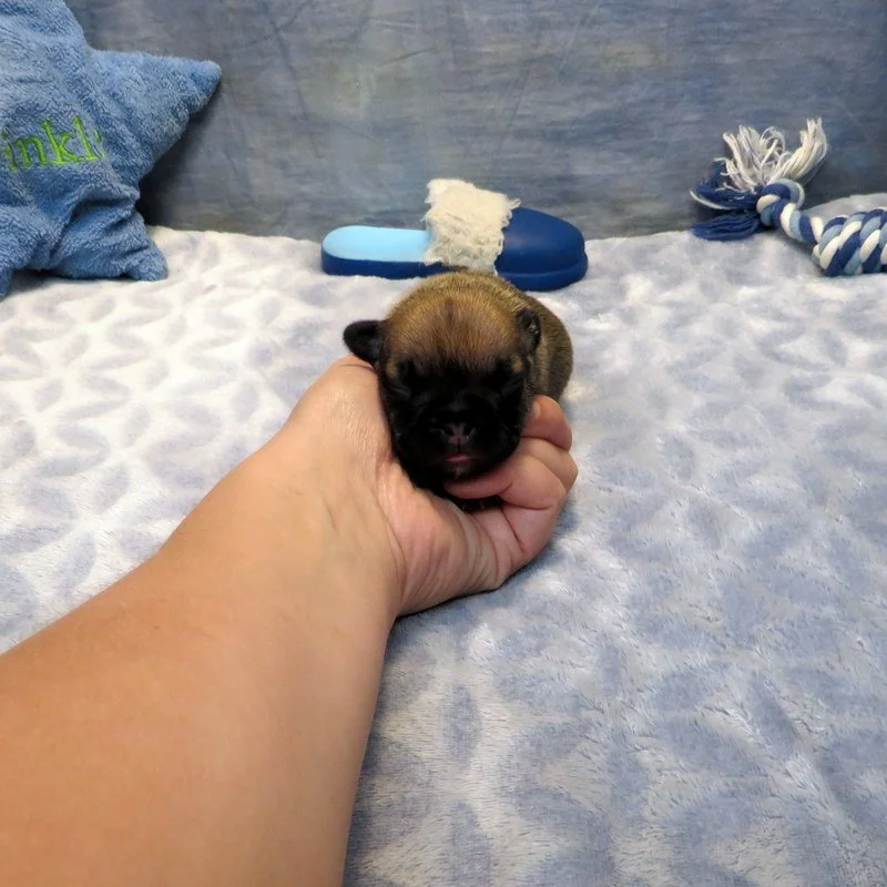 Rose and Thor Boy #4 Sold to the Mixon Family from Eugene, OR!
Sable - DOB: 7-23-26 - 10 Weeks Old On 10-1-26