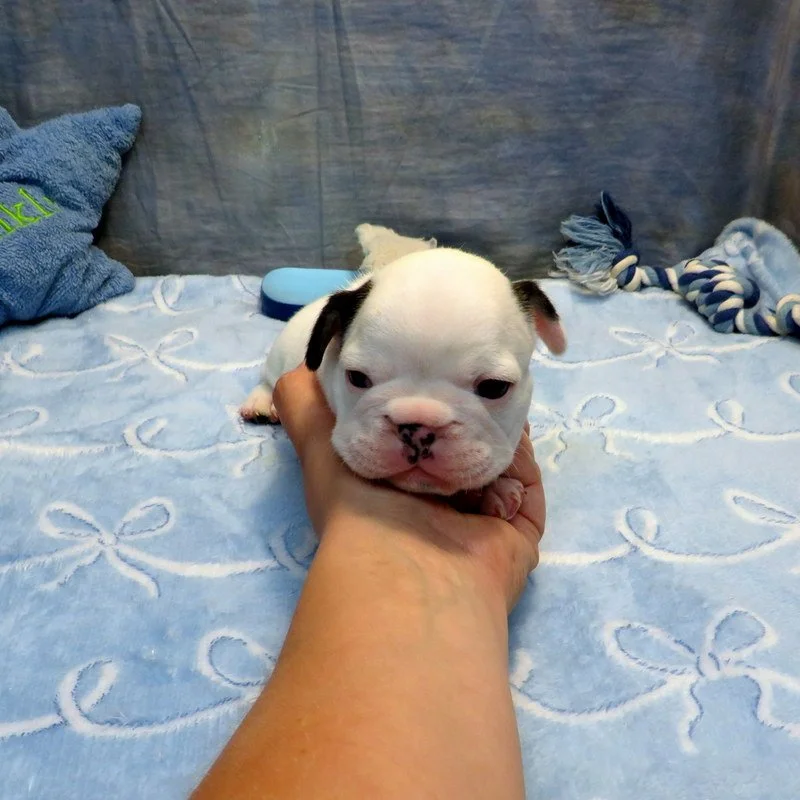 Charlotte and Thor Boy #4
AVAILABLE! $5,000
Pied - DOB: 7-21-26  - 10 Weeks Old On 9-29-26