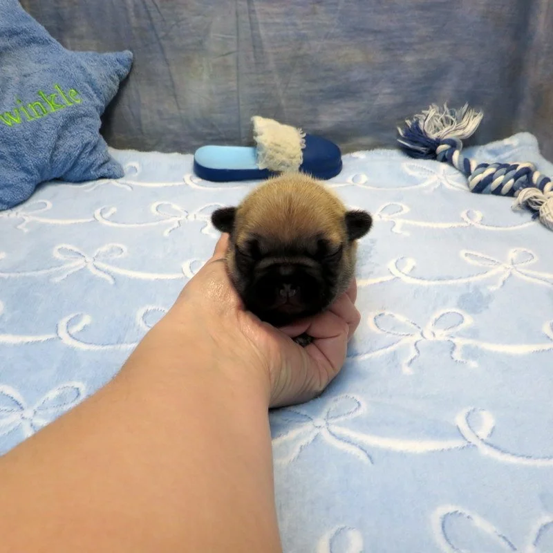 Tempy and Thor Boy #3
AVAILABLE - $3800
Sable - DOB: 1-15-26 - 10 Weeks Old On 3-26-26