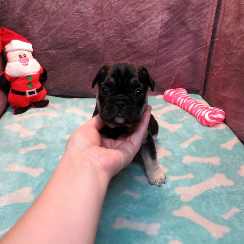 Dolce and Gunner Girl #3
SOLD to the Hasle Family from Portland, OR!
Black and Tan - DOB: 11-20-25 - 10 Weeks Old On 1-29-26