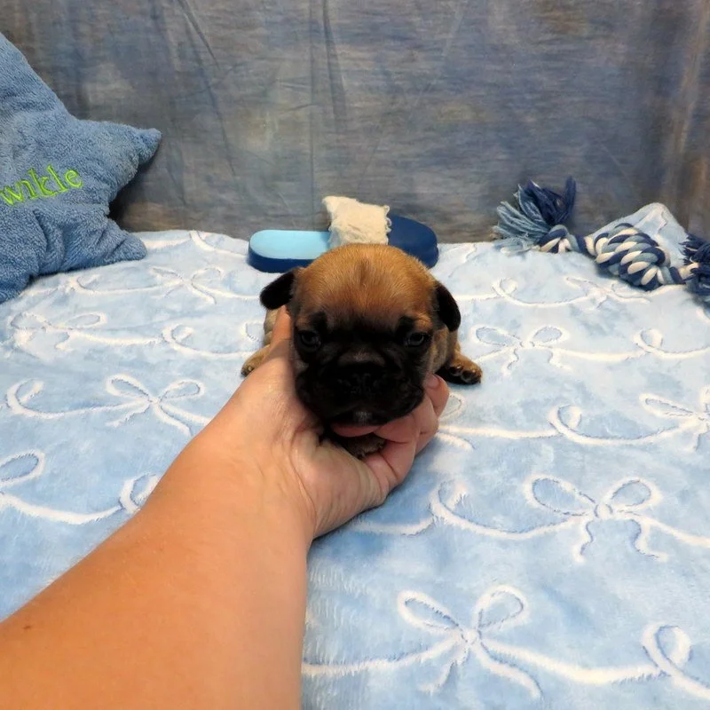 Rose and Thor Boy #4
Sold to the Mixon Family from Eugene, OR!
Sable - DOB: 7-23-26  - 10 Weeks Old On 10-1-26