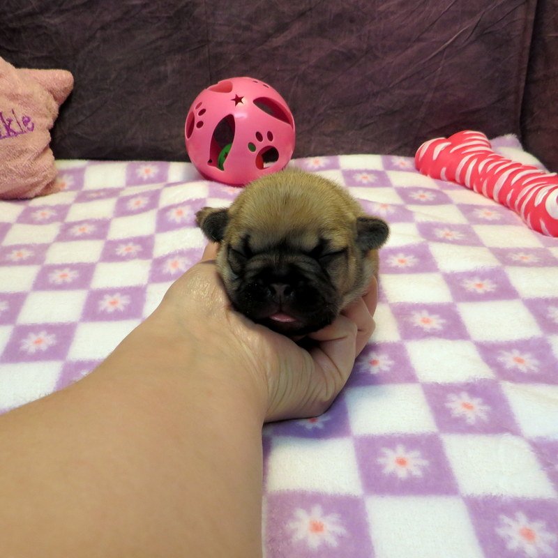 Tempy and Thor Girl #1
AVAILABLE - $3800
Sable - DOB: 1-15-26 - 10 Weeks Old On 3-26-26