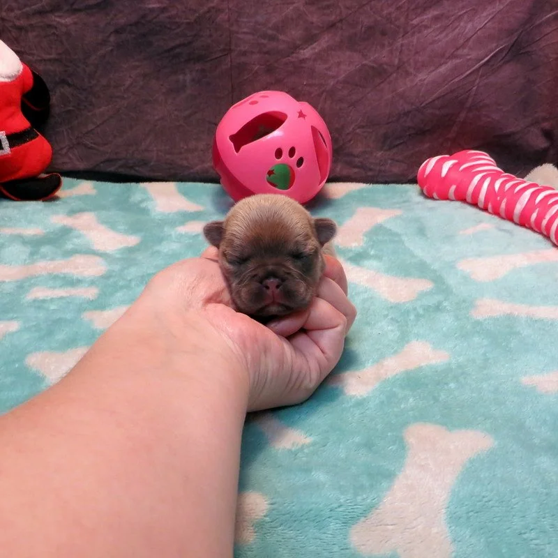 Rose and Remington Girl #3

AVAILABLE - $3800

Silver ~ DOB: 12-9-25 ~ 10 weeks old on 2-17-26