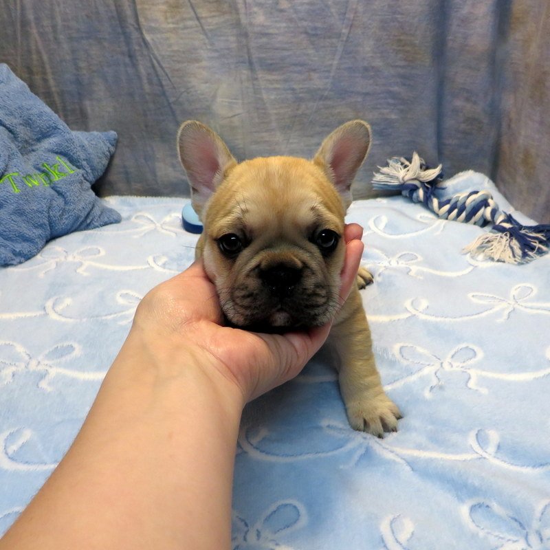 Rose and Remington Boy #5

Sold to the Stevens family in San Francisco, CA. 

Sable ~ DOB: 12-9-25 ~ 10 weeks old on 2-17-26