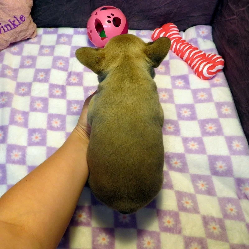 hop552605.JPG