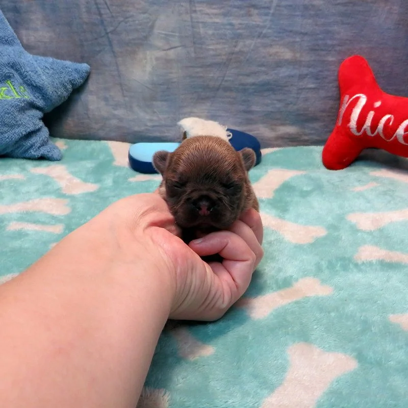 Rose and Remington Boy #6

AVAILABLE - $3800

Blue Fawn ~ DOB: 12-9-25 ~ 10 weeks old on 2-17-26