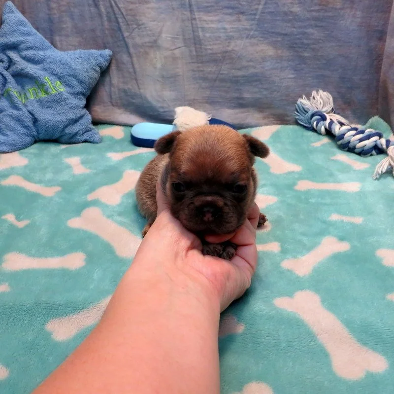 Rose and Remington Boy #6

SOLD to the Arnold Family from Salem, OR

Blue Fawn ~ DOB: 12-9-25 ~ 10 weeks old on 2-17-26