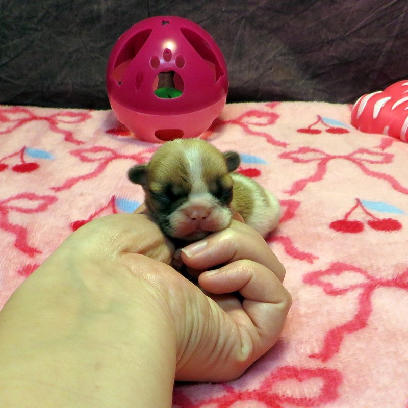 Sophia and Cash Girl #1 AVAILABLE - $4500
Fawn Pied - DOB: 1-7-26 - 10 Weeks Old On 3-18-26