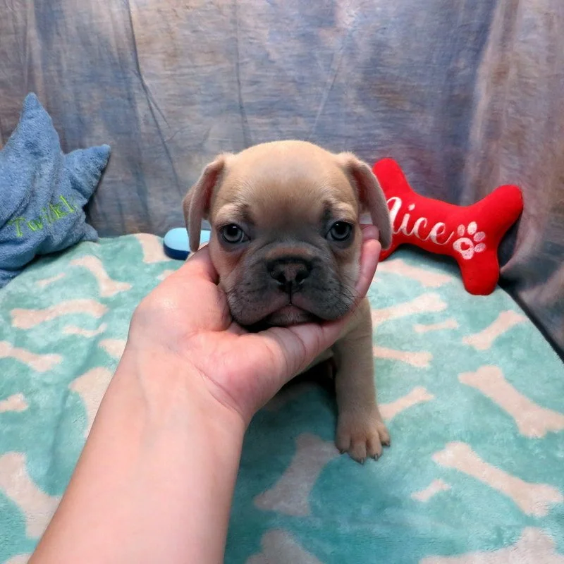 Penny and Thor Boy #4
AVAILABLE - $3800
Blue Fawn - DOB: 10-18-25 - 10 Weeks Old On 12-27-25