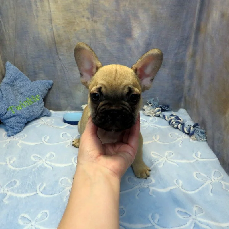 Tempy and Thor Boy #3 SOLD to the Mansfield family from Seattle, WA. Congrats on puppy #2! Sable - DOB: 1-15-26 - 10 Weeks Old On 3-26-26