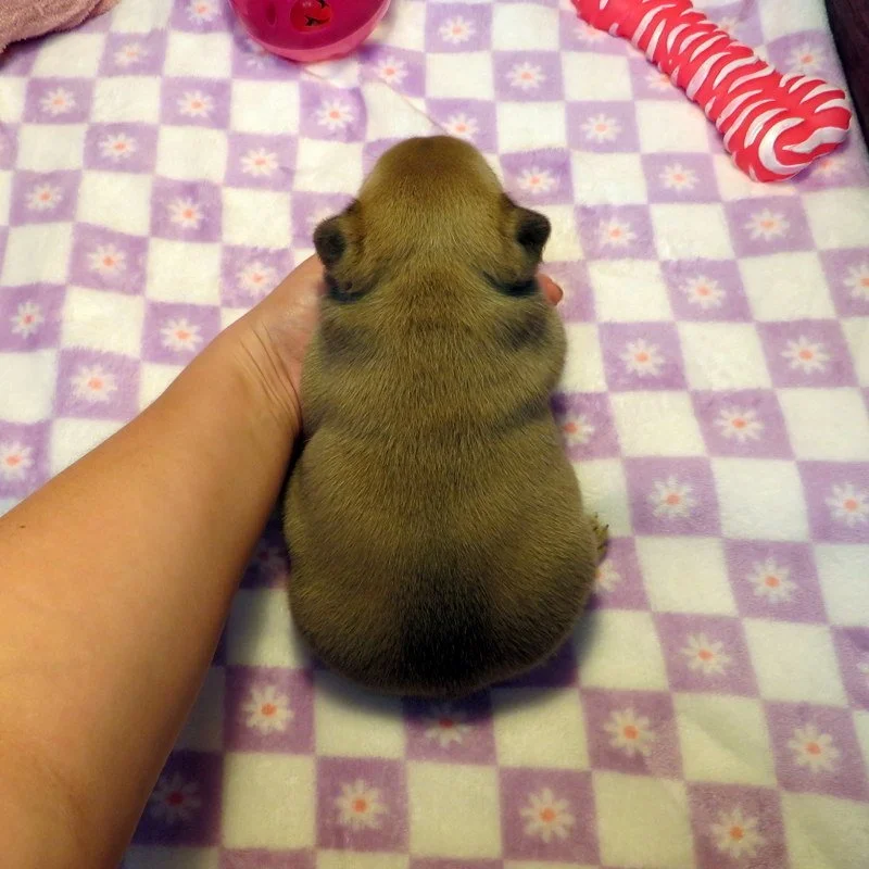 hop4212605.JPG