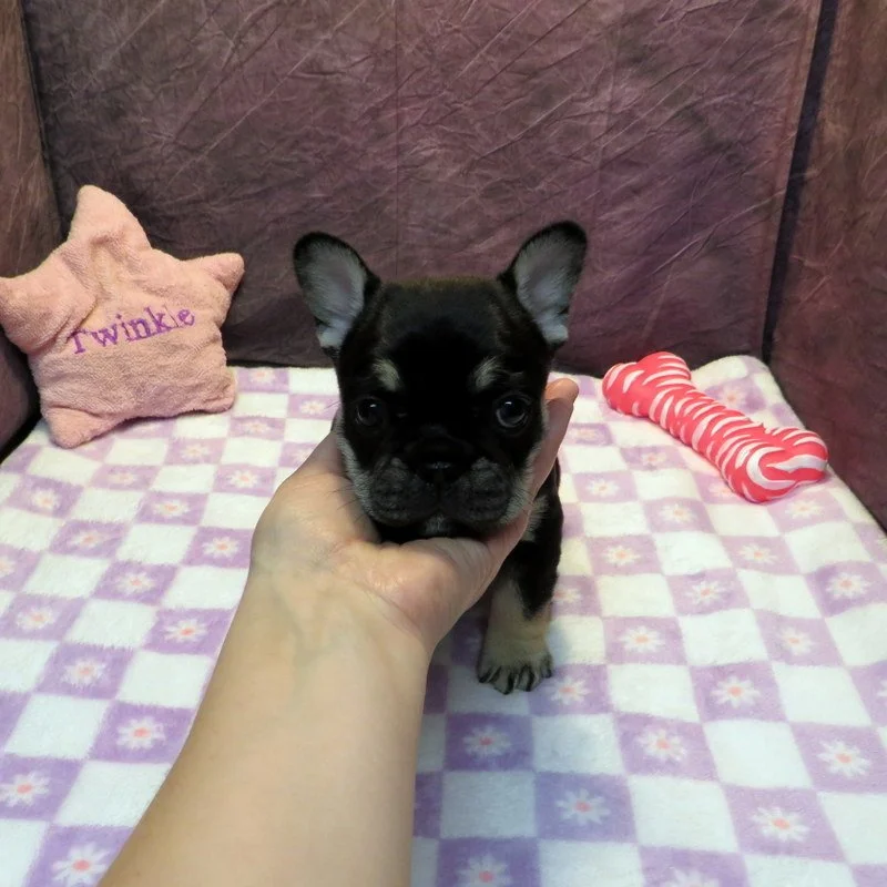 Monet and Thor Girl #1
SOLD to the Pham family from Beaverton, OR!
Black and Tan - DOB: 1-1-26 - 10 Weeks Old On 3-12-26