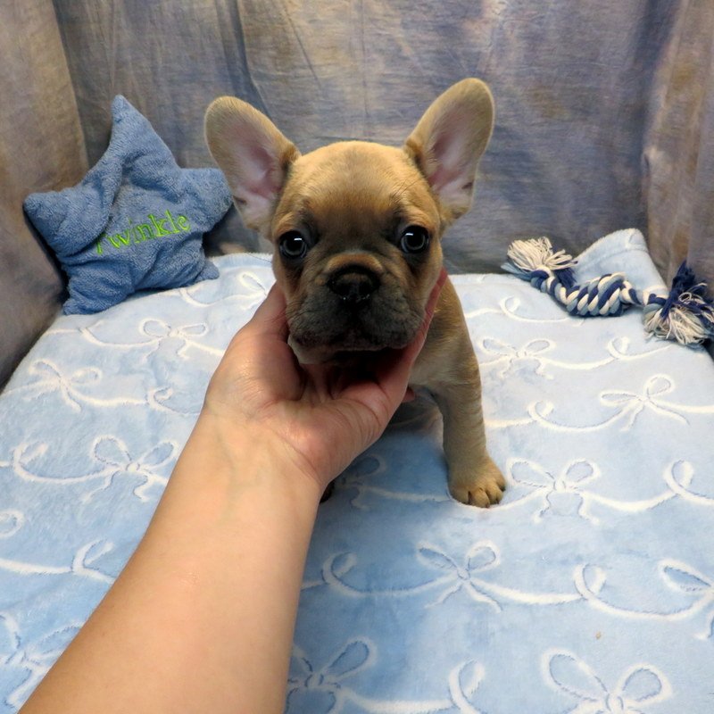 Rose and Remington Boy #6

SOLD to the Arnold Family from Salem, OR

Blue Fawn ~ DOB: 12-9-25 ~ 10 weeks old on 2-17-26