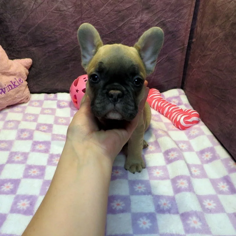 Rose and Remington Girl #4

AVAILABLE - $3800

Blue Fawn ~ DOB: 12-9-25 ~ 10 weeks old on 2-17-26