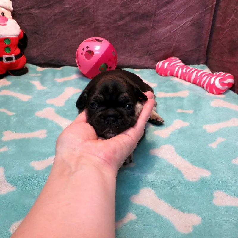 Dolce and Gunner Girl #3
Black and Tan - DOB: 11-20-25 - 10 Weeks Old On 1-29-26
Sold to the Hasle Family From Portland, OR!