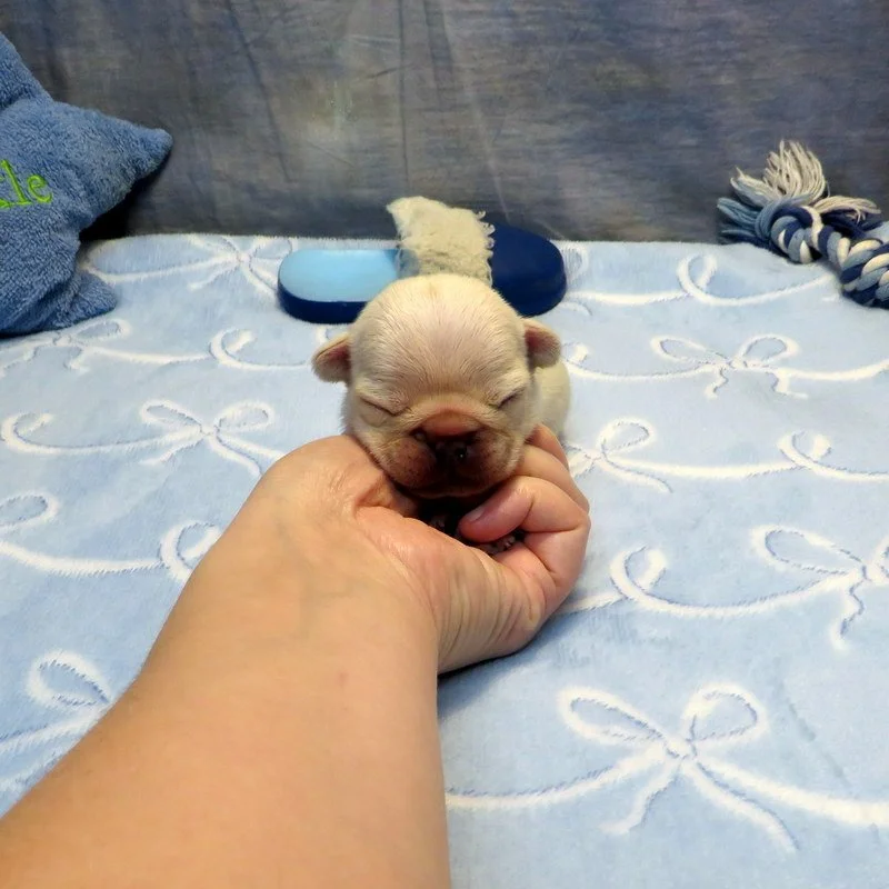 Monet and Thor Boy #2
AVAILABLE - $3800
Cream - DOB: 1-1-26 - 10 Weeks Old On 3-12-26