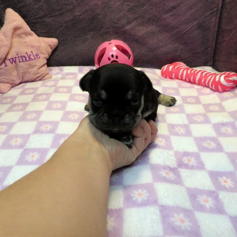 Monet and Thor Girl #1
SOLD to the Pham family from Beaverton, OR!
Black and Tan - DOB: 1-1-26 - 10 Weeks Old On 3-12-26