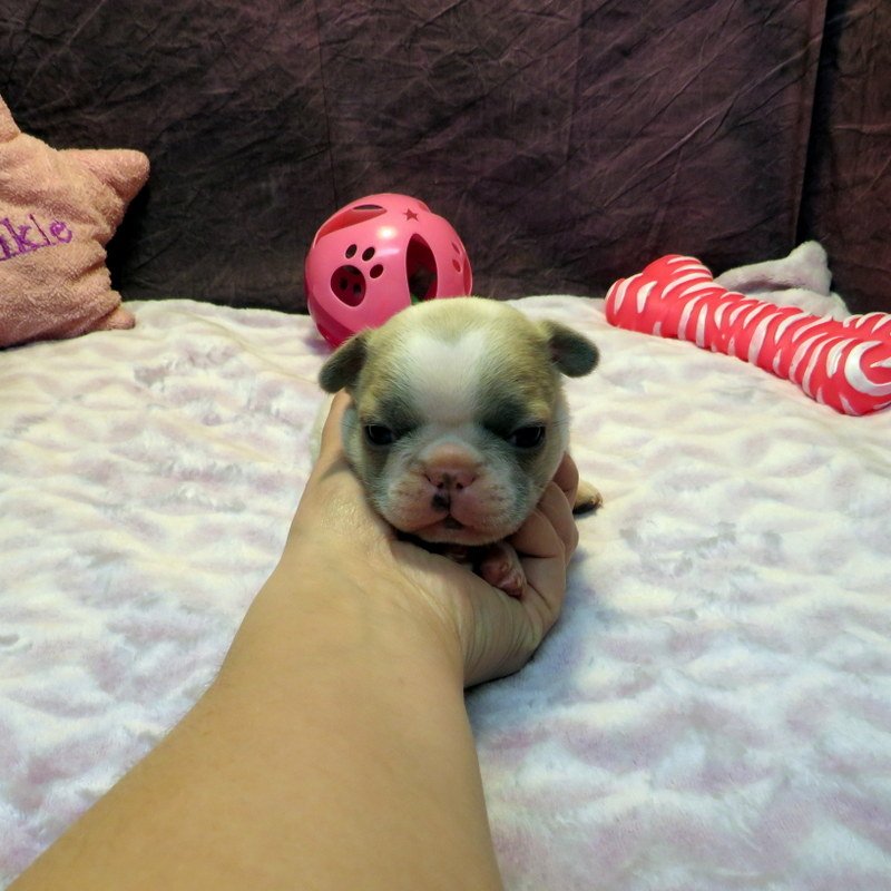 Sophia and Cash Girl #2
SOLD to the Frisbie family from Winston, OR!
Blue Pied - DOB: 1/7/26 - 10 Weeks Old On 3-18-26