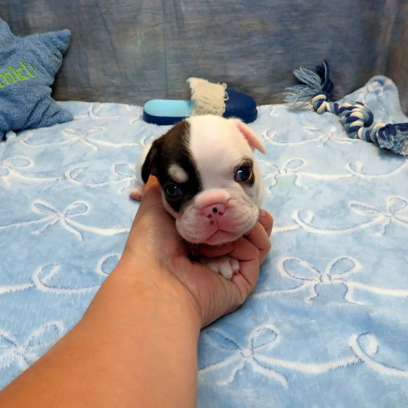 Charlotte and Thor Boy #3
Sold to the Bear Family from West Linn, OR! $5,000
Pied - DOB: 7-21-26  - 10 Weeks Old On 9-29-26
