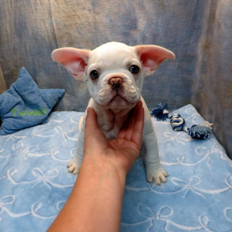Charlotte and Thor Boy #1
AVAILABLE! $5,000
Light Cream Pied - DOB: 7-21-26  - 10 Weeks Old On 9-29-26