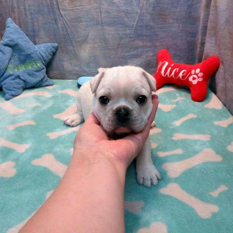 Dolce and Gunner Boy #1
SOLD to the Edmonds Family from Goodyear, AZ!
White - DOB: 11-20-25 - 10 Weeks Old On 1-29-26