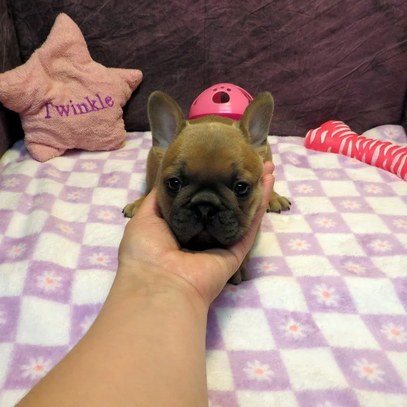 Hopper and Remington Girl #2
AVAILABLE - $3800
Blue Fawn - DOB: 3/29/26 - 10 Weeks Old On 6/7/26