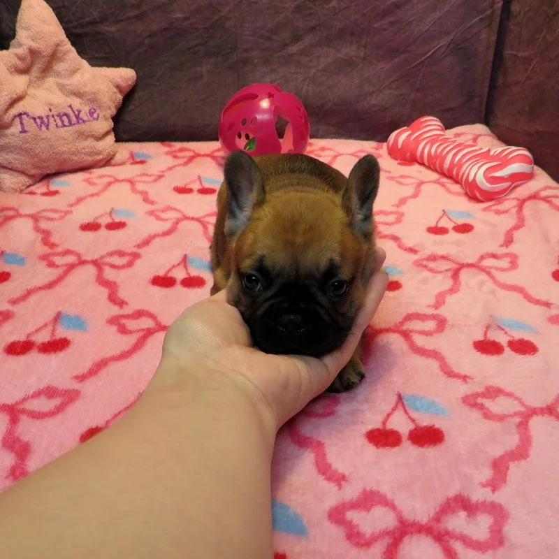 Rose and Remington Girl #1

On hold for our breeding program

Dark Red Fawn ~ DOB: 12-9-25 ~ 10 weeks old on 2-17-26