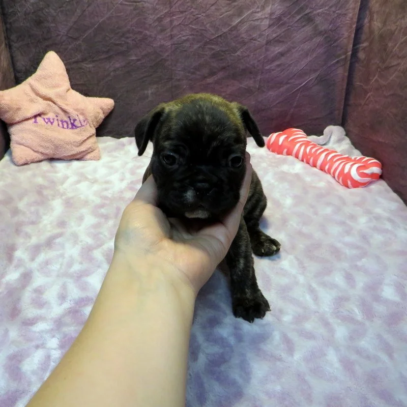 Tempy and Thor Girl #2
Brindle - $4200
Sable - DOB: 1-15-26 - 10 Weeks Old On 3-26-26