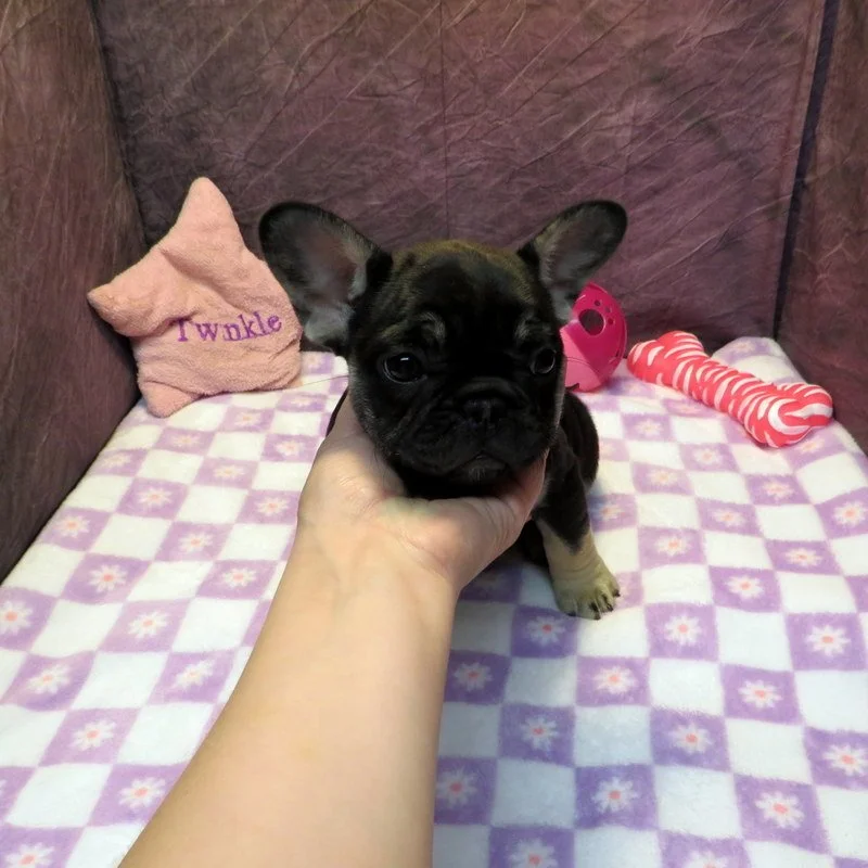 Chanel and Gunner Girl #1
AVAILABLE  $3800
Black and Tan - DOB: 2-23-26 - 10 Weeks Old On 5-4-26