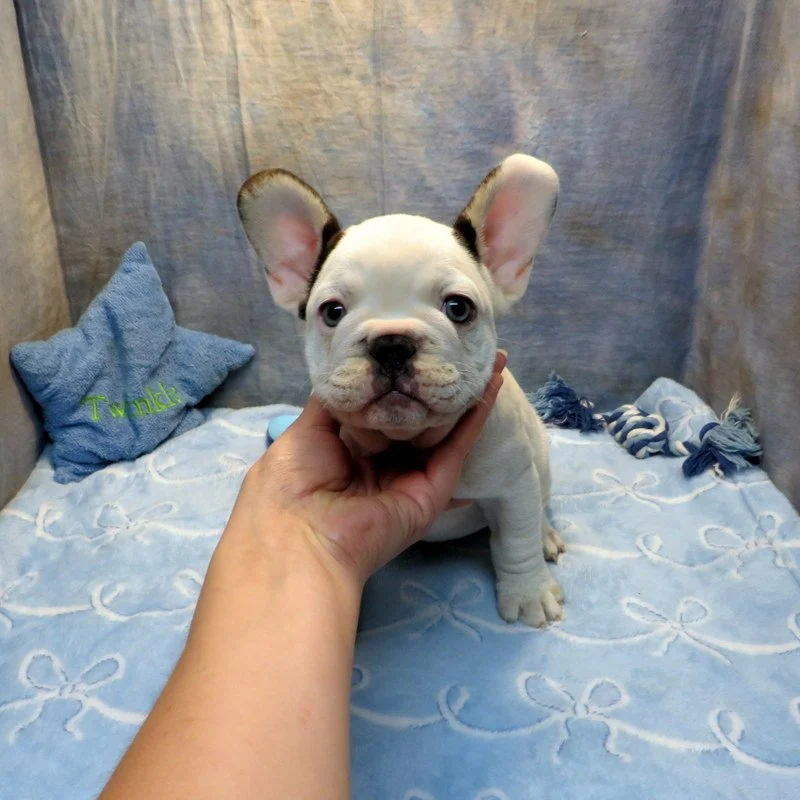 Charlotte and Thor Boy #4
AVAILABLE! $5,000
Pied - DOB: 7-21-26  - 10 Weeks Old On 9-29-26