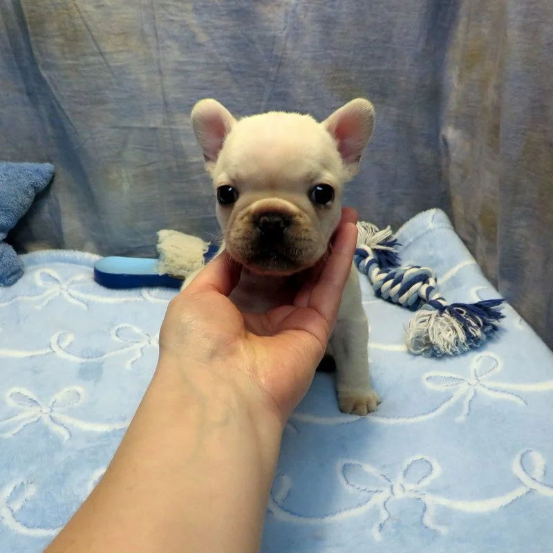 Monet and Thor Boy #2 AVAILABLE - $3800  Cream - DOB: 1-1-26 - 10 Weeks Old On 3-12-26