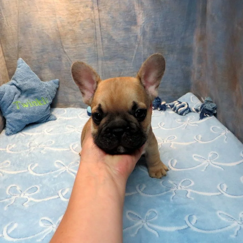 Rose and Thor Boy #4
Sold to the Mixon Family from Eugene, OR!
Sable - DOB: 7-23-26  - 10 Weeks Old On 10-1-26