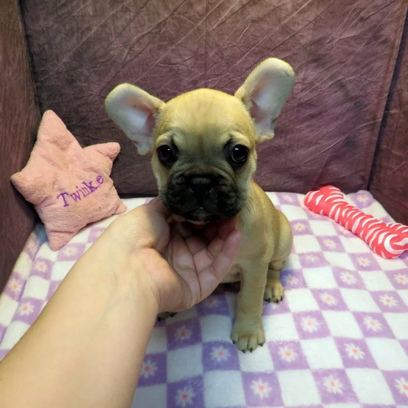 Tempy and Thor Girl #1
AVAILABLE - $3800
Sable - DOB: 1-15-26 - 10 Weeks Old On 3-26-26