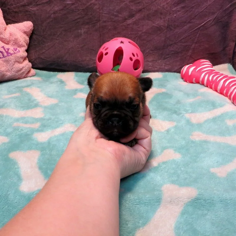 Rose and Remington Girl #2

On hold for our breeding program

Dark Red Fawn ~ DOB: 12-9-25 ~ 10 weeks old on 2-17-26