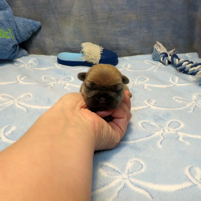 Hopper and Remington Boy #3
AVAILABLE - $3800
Blue Fawn - DOB: 3/29/26 - 10 Weeks Old On 6/7/26